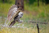 BRD 07 RF0022 01
Great Grey Owl Flying In Forest