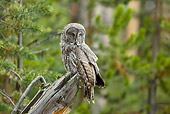 BRD 07 RF0026 01
Great Grey Owl Sitting On Dead Tree In Forest