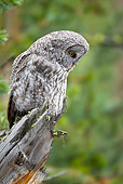 BRD 07 RF0027 01
Great Grey Owl Sitting On Dead Tree In Forest