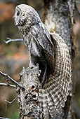 BRD 07 RF0028 01
Great Grey Owl Sitting On Dead Tree In Forest