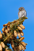 BRD 07 RF0030 01
Northern Pygmy Owl Sitting On Pine Tree