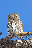 BRD 07 RF0031 01
Northern Pygmy Owl Sitting On Branch On Log