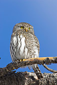 BRD 07 RF0032 01
Northern Pygmy Owl Sitting On Branch On Log