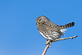 BRD 07 RF0033 01
Northern Pygmy Owl Sitting On Branch