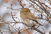 BRD 07 RF0034 01
Northern Pygmy Owl Sitting On Branch In Tree