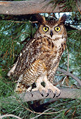 BRD 07 RK0027 02
Screech Owl Sitting On Branch In Tree