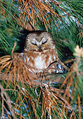 BRD 07 RK0028 13
Elf Owl Sleeping In Tree
