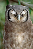 BRD 07 RK0071 11
Head Shot Of Verreaux's (AKA Milky or Giant) Eagle Owl Sleeping In Tree