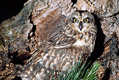 BRD 07 RK0079 04
Short-Eared Owl Sitting By Log