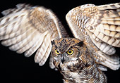BRD 07 RK0083 07
Great Horned Owl Wings Out Black Background
