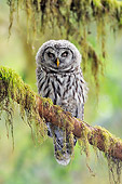 BRD 07 TL0007 01
Barred Owl Sleeping On Mossy Branch