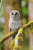 BRD 07 TL0008 01
Barred Owl Perching On Mossy Branch