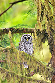 BRD 07 TL0009 01
Barred Owl Perching On Mossy Branch