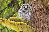 BRD 07 TL0010 01
Barred Owl Perching On Mossy Branch