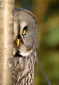 BRD 07 WF0001 01
Portrait Of Great Grey Owl Female Peeking Around Edge Of Tree Trunk