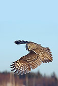 BRD 07 WF0002 01
Portrait Of Great Grey Owl In Flight