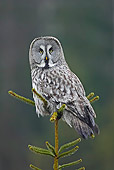 BRD 07 WF0003 01
Portrait Of Great Grey Owl Perched On Spruce Tree