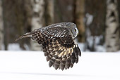 BRD 07 WF0004 01
Great Grey Owl In Flight Over Snow Profile