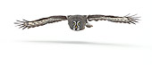 BRD 07 WF0005 01
Great Grey Owl In Flight Over Snow