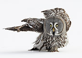 BRD 07 WF0006 01
Great Grey Owl Walking On Snow