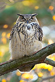 BRD 07 WF0007 01
Eurasian Eagle Owl Sleeping On Tree Branch