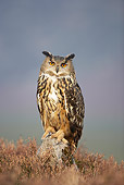 BRD 07 WF0008 01
Eurasian Eagle Owl Perched On Rock In Field