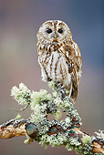 BRD 07 WF0009 01
Tawny Owl Perched On Lichen-Covered Branch
