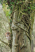 BRD 07 WF0010 01
Tawny Owl Sitting Near Tree Trunk