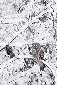 BRD 07 WF0011 01
Great Grey Owl Perched In Snowy Tree