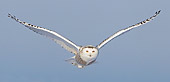 BRD 07 WF0012 01
Snowy Owl In Flight