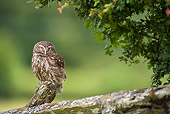 BRD 07 WF0013 01
Little Owl Male Perched On Old Wooden Post