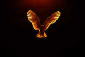 BRD 07 WF0014 01
Back View Of Barn Owl Hovering At Sunset