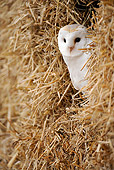 BRD 07 WF0015 01
Barn Owl Roosting In Straw Stack