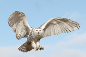 BRD 07 WF0016 01
Snowy Owl In Flight
