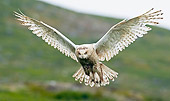 BRD 07 WF0017 01
Snowy Owl In Flight Over Hills