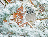 BRD 07 WF0018 01
Northern Hawk Owl Perched In Snowy Pine Tree
