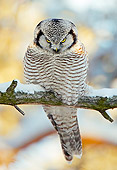 BRD 07 WF0019 01
Northern Hawk Owl Perched On Snowy Tree Branch