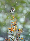 BRD 07 WF0021 01
Pygmy Owl Perched On Dead Pine Tree In Falling Snow