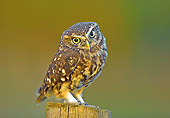 BRD 07 WF0022 01
Little Owl Perched On Wooden Post