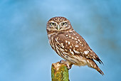 BRD 07 WF0023 01
Little Owl Perched On Wooden Post