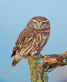 BRD 07 WF0024 01
Little Owl Perched On Wooden Post