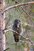 BRD 07 WF0025 01
Great Grey Owl Perched On Branch With Mouse In Mouth