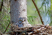 BRD 07 WF0026 01
Great Grey Owl Sitting In Nest With Chicks
