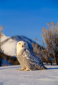BRD 07 DB0001 01
Snowy Owl In Winter Habitat