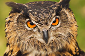 BRD 07 DB0002 01
Head Shot Of Eurasian Eagle Owl