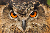 BRD 07 DB0003 01
Head Shot Of Eurasian Eagle Owl