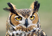 BRD 07 GR0001 01
Head Shot Of Great Horned Owl