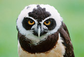 BRD 07 GR0002 01
Head Shot Of Spectacled Owl