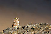 BRD 07 KH0001 01
Little Owl Sitting On Rocks Mongolia