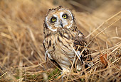 BRD 07 LS0001 01
Short-Eared Owl Standing In Field Of Dry Grass